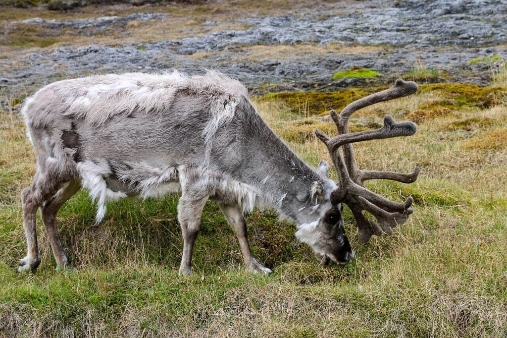 Arctic Reindeer