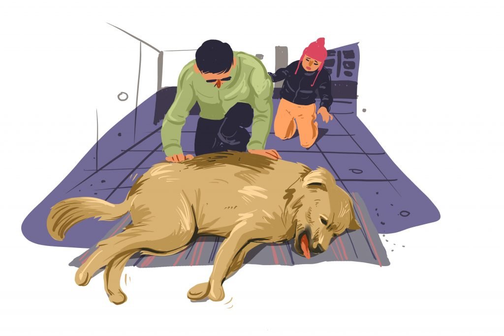 Kumbha didn't want to leave. How is he a stray?