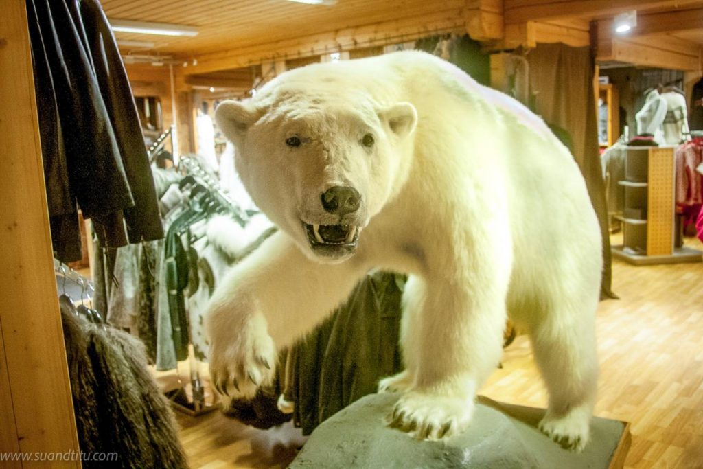 Polar bears everywhere