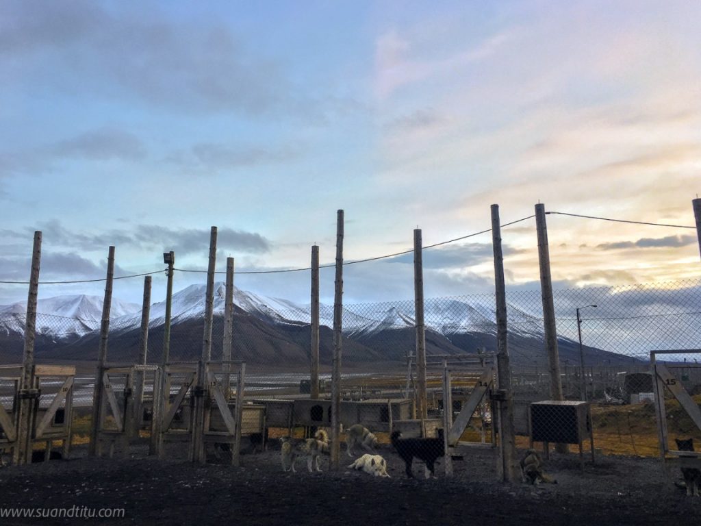 Dog yard with the best view