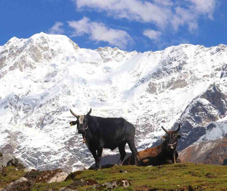 kedarnathtravelguide